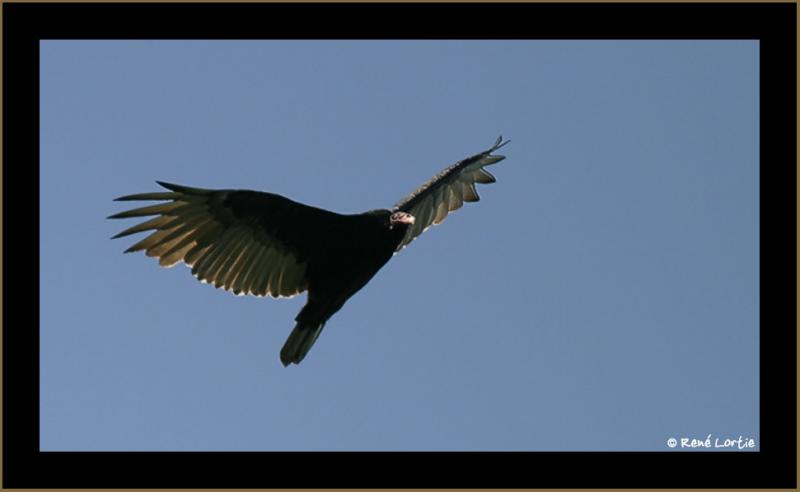 Urubu / Turkey Vulture