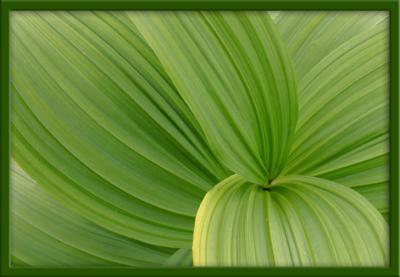 Vrtre Vert / Corn Lily