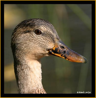 Canard Colvert / Mallard