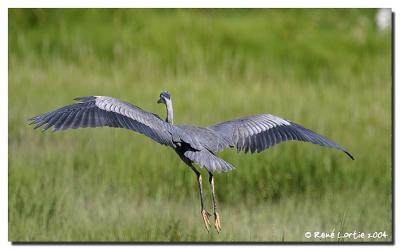 Grand Hron / Great Blue Heron