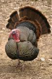 Dindon sauvage / Wild Turkey