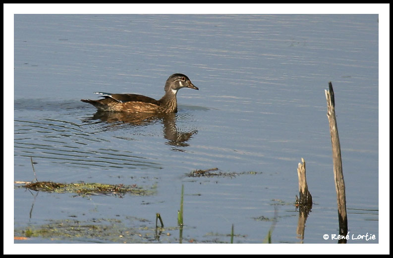 Branchu / Wood Duck