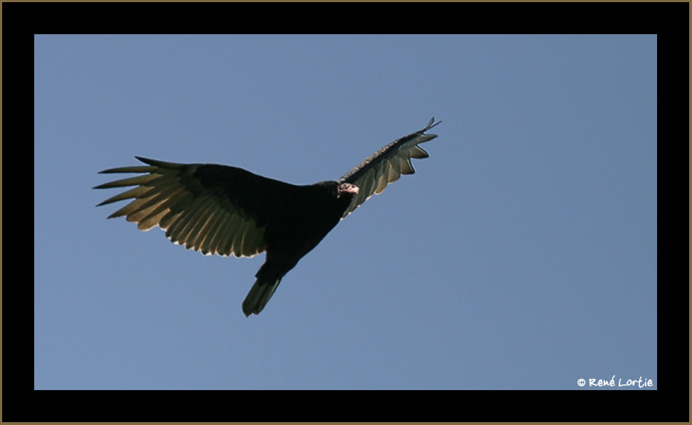 Urubu / Turkey Vulture