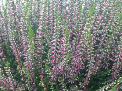 2004-09-03 11-30-42.jpg