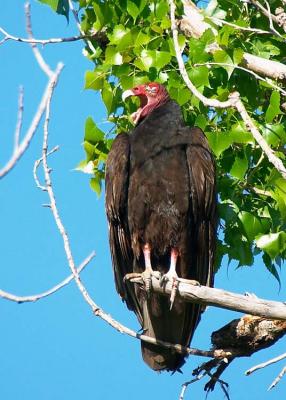 Turkey Vulture