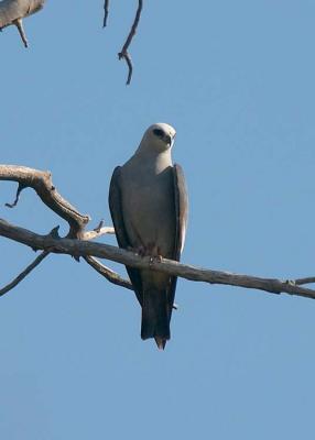 Mississippi Kite
