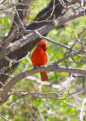 Cardinal