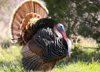 Wild Turkey