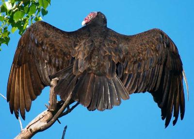 Turkey Vulture