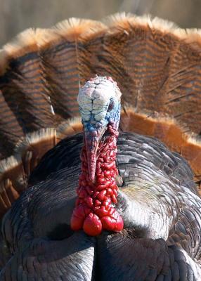 Wild Turkey