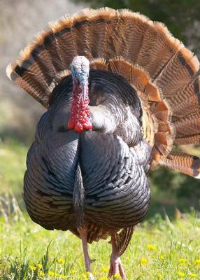 Wild Turkey