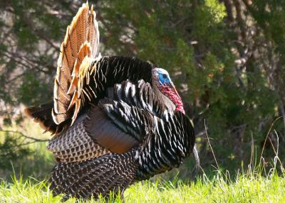 Wild Turkey
