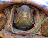  Tortoise