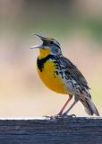 Meadowlark