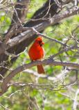 Cardinal