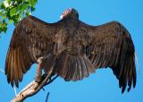 Turkey Vulture