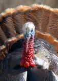 Wild Turkey
