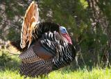 Wild Turkey