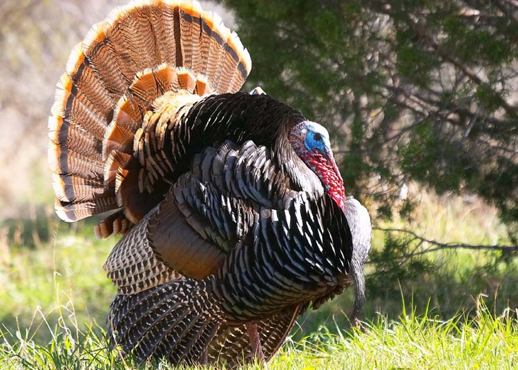 Wild Turkey