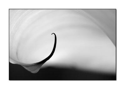Abstract Calla Lily in b&w
