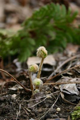 Interrrupted fern