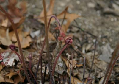 Maidenhair fern