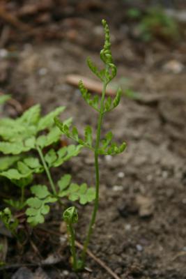 Fragile fern