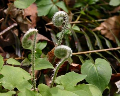 Christmas fern