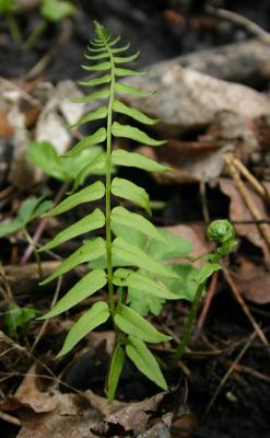 Glade fern