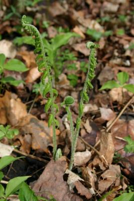 Silvery glade fern