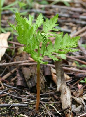Rattlesnake fern (with sporophyte)