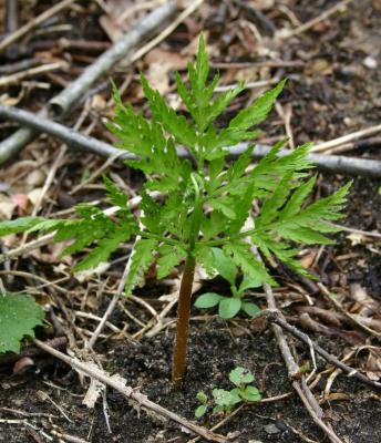 Rattlesnake fern