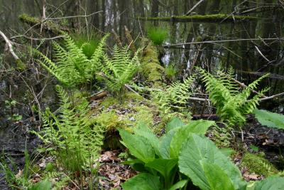 Cinnamon fern