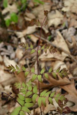 Royal fern