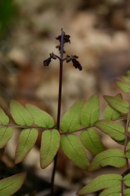 Royal fern