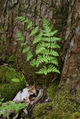 Spinulose wood fern