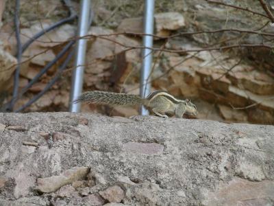 u44/robburvill/medium/28683591.JaipurAmberFortChipmunk.jpg