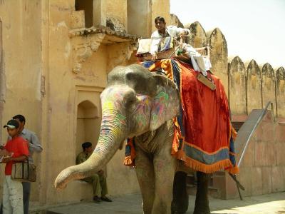 u44/robburvill/medium/28683592.JaipurAmberFortElephant1.jpg