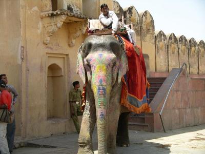 u44/robburvill/medium/28683593.JaipurAmberFortElephant2.jpg