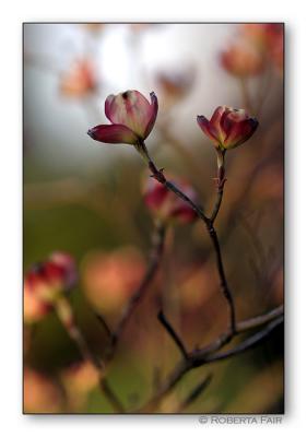Dogwood