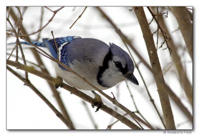 Bluejay