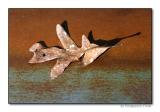 Leaf and Rust