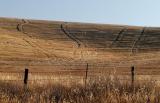 Golden field well-traveled