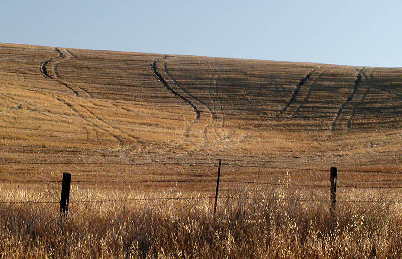 Golden field well-traveled