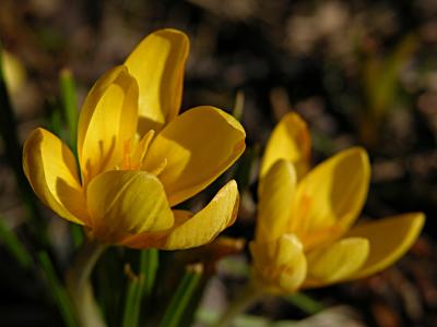 Yellow_Crocus_W.jpg