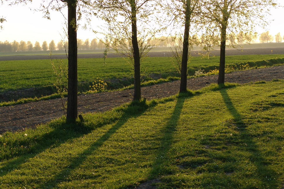 Shadow of four trees
