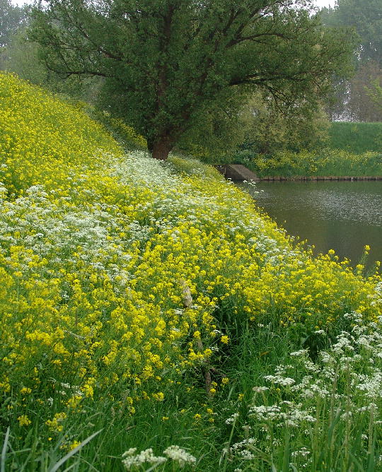 Yellow and white flowes on the fortress walls