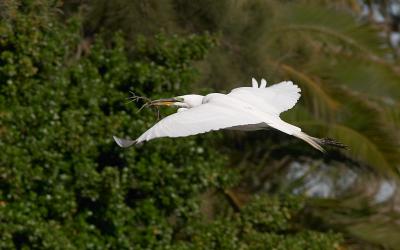 Great Egret returning with twig