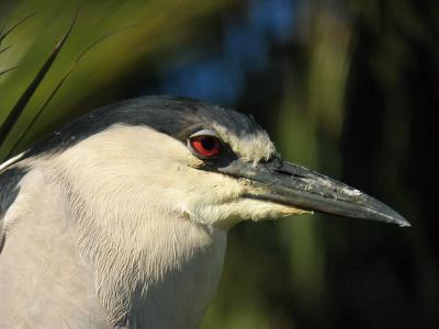 Black-crowned Night-heron digiscoped