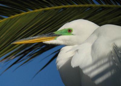 Great Egret digiscoped